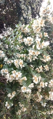 Eucryphia cordifolia