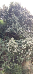 Eucryphia cordifolia