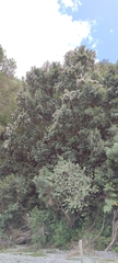 Eucryphia cordifolia