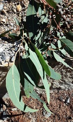 Eucalyptus fibrosa