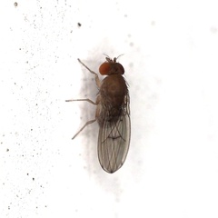 Drosophila immigrans