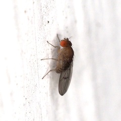 Drosophila immigrans