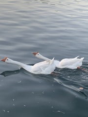 Anser cygnoides domesticus