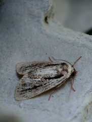 Sympistis badistriga