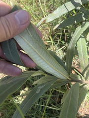 Ozoroa