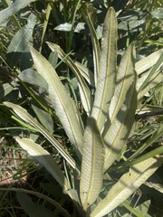 Ozoroa