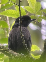 Cephalopterus glabricollis