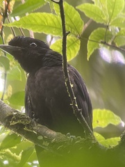 Cephalopterus glabricollis