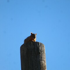 Sciurus niger
