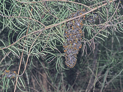 Lipotriches australica