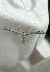 Hellinsia inquinatus