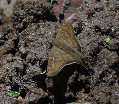 Ectomis octomaculata