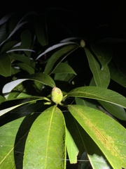Machilus