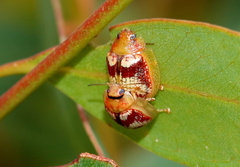 Paropsisterna nobilitata