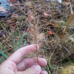 Setaria macrosperma