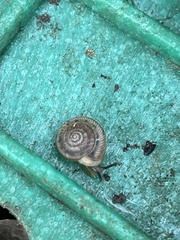 Polygyrinae