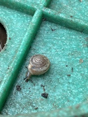 Polygyrinae