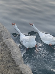 Anser cygnoides domesticus