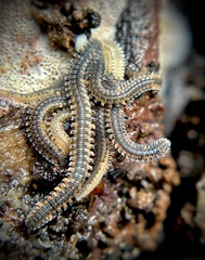 Gosodesmus claremontus