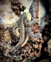 Gosodesmus claremontus