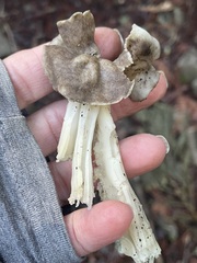 Helvella maculata
