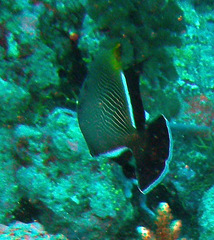 Melichthys indicus