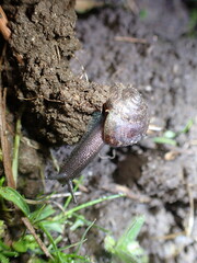 Helminthoglypta nickliniana