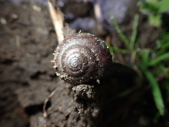 Helminthoglypta nickliniana