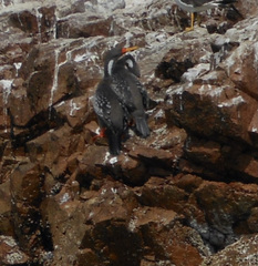 Poikilocarbo gaimardi