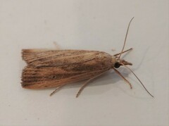 Thopeutis forbesellus