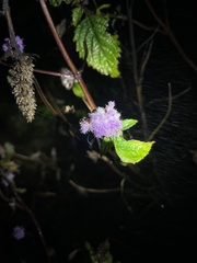 Ageratum houstonianum