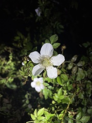 Rubus rosifolius