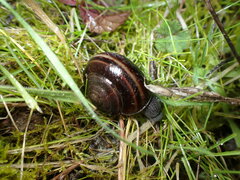 Helminthoglypta sequoicola