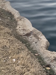 Charadrius vociferus