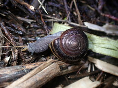 Helminthoglypta sequoicola