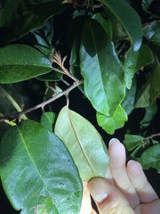 Elaeagnus loureiroi