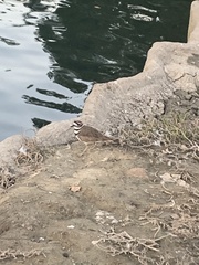 Charadrius vociferus