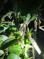 Elaeagnus loureiroi