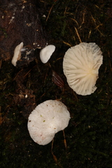 Claudopus