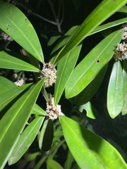 Myrsine seguinii