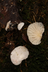 Claudopus