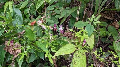 Tricyrtis formosana