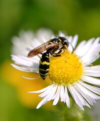 Philanthus bilunatus