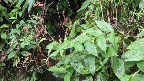 Tricyrtis formosana