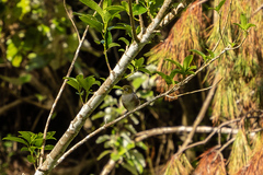 Zosterops lateralis lateralis