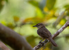 Phacellodomus rufifrons