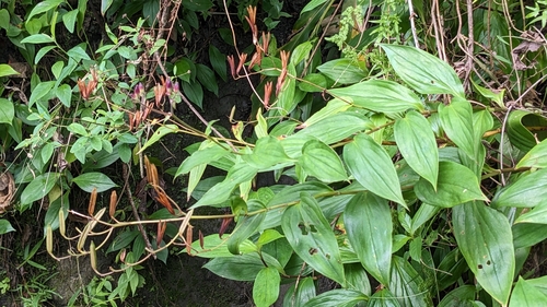 Tricyrtis formosana