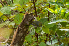 Zosterops lateralis lateralis