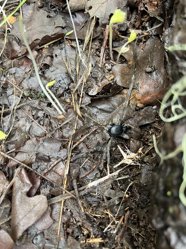 iNaturalist observation photo of Menetries' Snail-eating Beetle