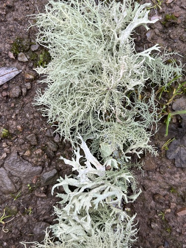 iNaturalist observation photo of Oakmoss